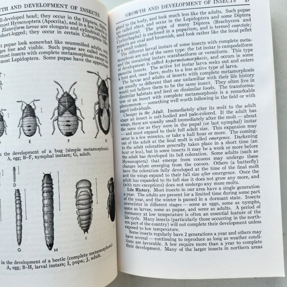 Peterson Field Guide Insects of America North of Mexico Vintage Book Entomology - Picture 6 of 14